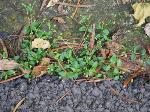 Image of Twoflower Mille Graines (Leptopetalum biflorum) by no rights reserved