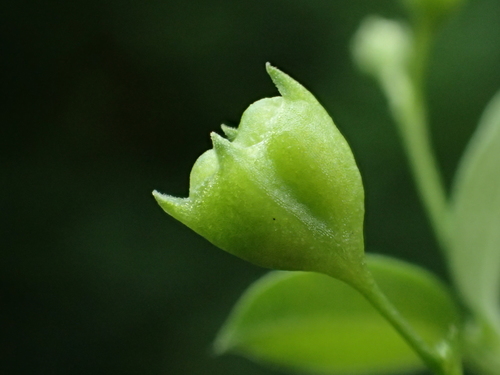 Image of Twoflower Mille Graines (Leptopetalum biflorum) by no rights reserved