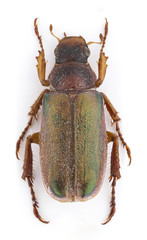 Dichelonyx subvittata