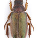 Bronzed Chafer - Photo (c) pierrickb, some rights reserved (CC BY-NC), uploaded by pierrickb