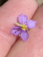 Heliophila trifurca