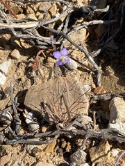 Heliophila trifurca