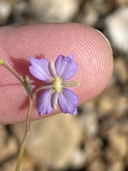 Heliophila trifurca