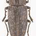 Flat-headed Poplar Borer - Photo (c) Pierrick Bloin, some rights reserved (CC BY-NC), uploaded by Pierrick Bloin