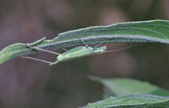 Oecanthus quadripunctatus