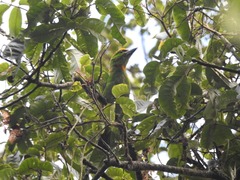 Psilopogon armillaris