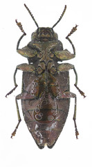 Chrysobothris femorata