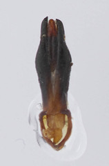 Chrysobothris femorata