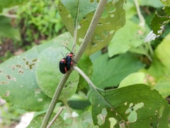 Oedionychina