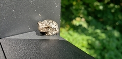 Hyla chrysoscelis