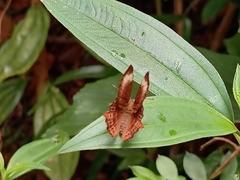 Abisara saturata