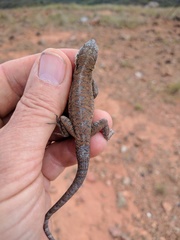 Urosaurus auriculatus