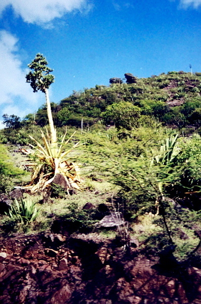 Agave karatto (Agave karatto)