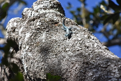 Urosaurus auriculatus