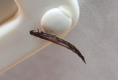 Atractocerus brevicornis