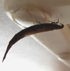 Atractocerus brevicornis