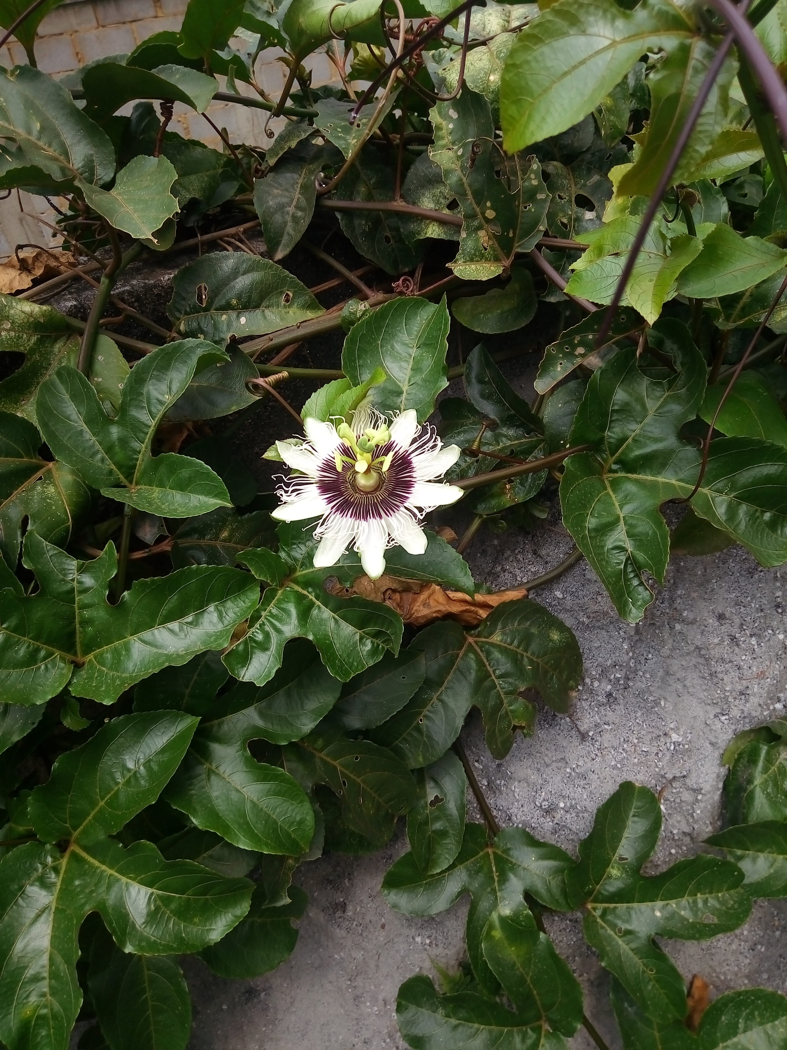 Passiflora edulis