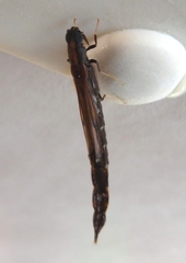 Atractocerus brevicornis