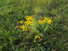 Solidago tortifolia