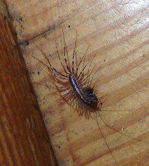 Scutigera coleoptrata