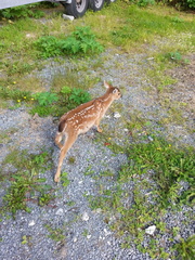 Odocoileus hemionus sitkensis