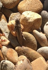 Melanoplus differentialis