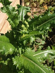 Sonchus asper