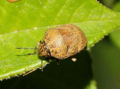 Pachycorinae