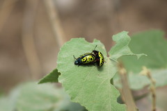 Calligrapha serpentina