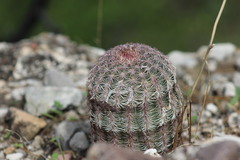 Echinocereus pectinatus pectinatus
