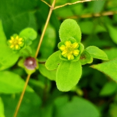 Melampodium costaricense