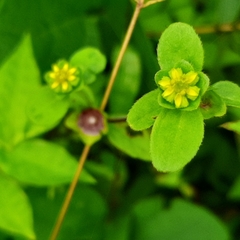 Melampodium costaricense