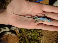 Urosaurus auriculatus