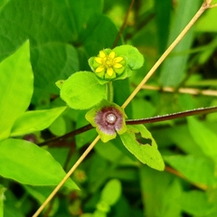 Melampodium costaricense