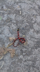 Pliocercus elapoides