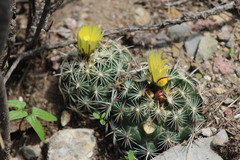 Coryphantha