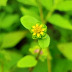 Melampodium costaricense
