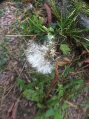 Taraxacum officinale