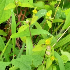 Melampodium costaricense