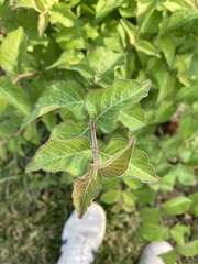 Lonicera caprifolium
