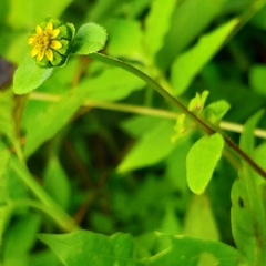 Melampodium costaricense