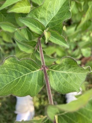 Lonicera caprifolium