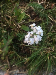 Achillea millefolium