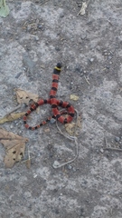 Pliocercus elapoides