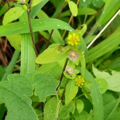 Melampodium costaricense