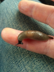 Krynickillus melanocephalus