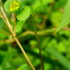 Melampodium costaricense