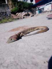 Gerrhonotus ophiurus