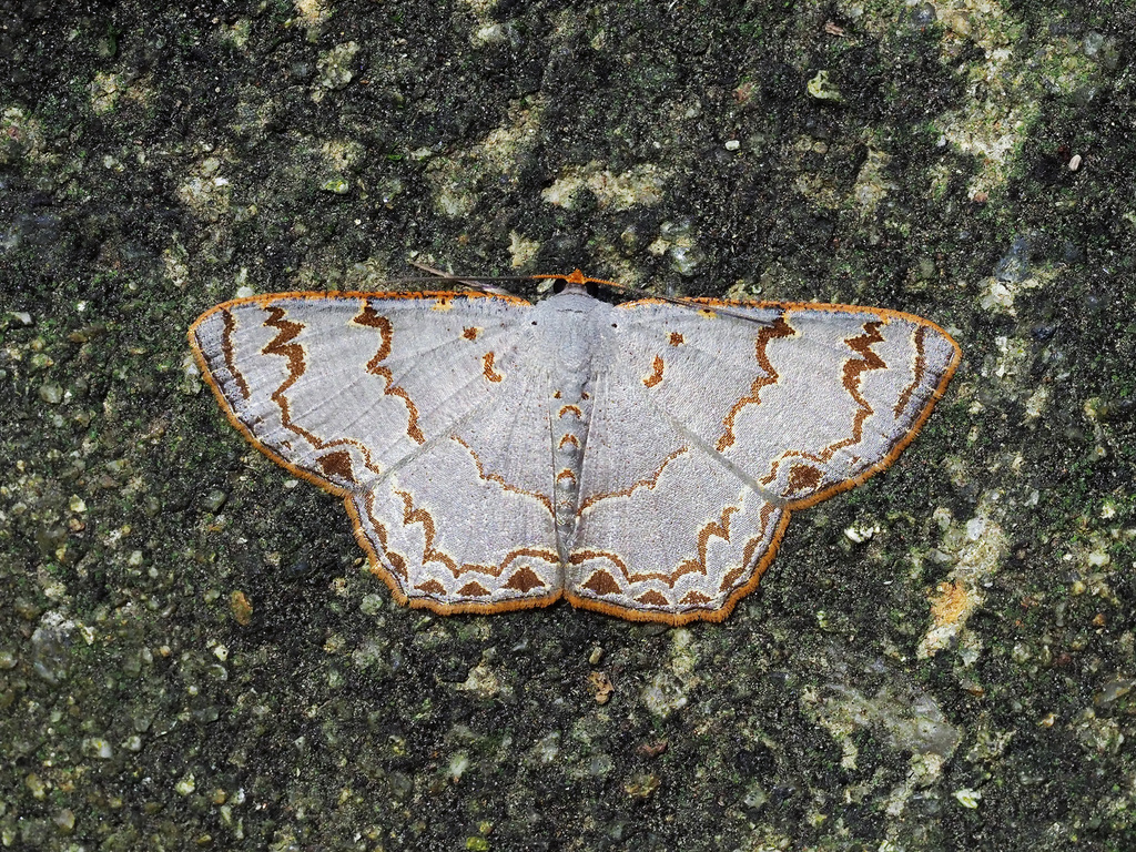 Cassyma sciticincta