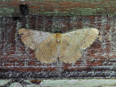 Sundagrapha lepidota